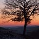 Lebensbaum im Sonnenuntergang
