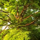 Lebensbaum: Mal voller Sonnenschein und mal im Schatten. Aber immer einen neuen Weg parat.