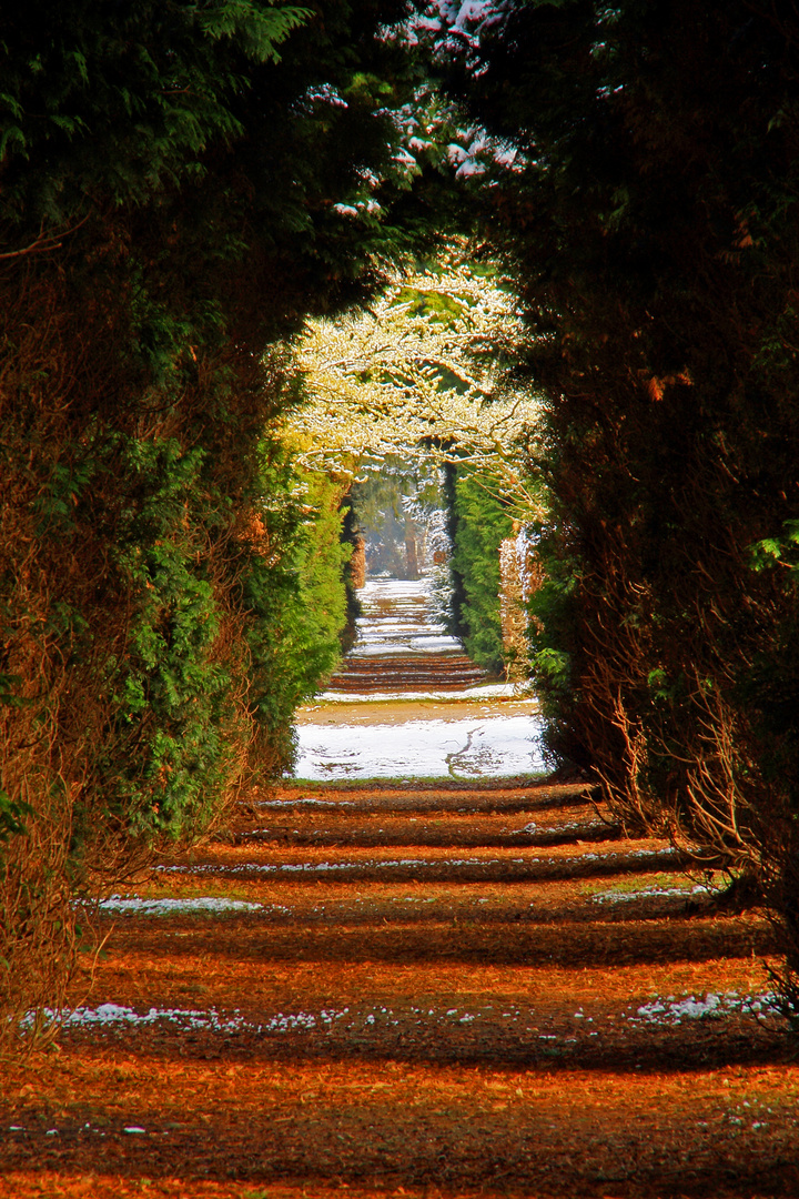 Lebensbaumallee auf dem Unterrather Friedhof