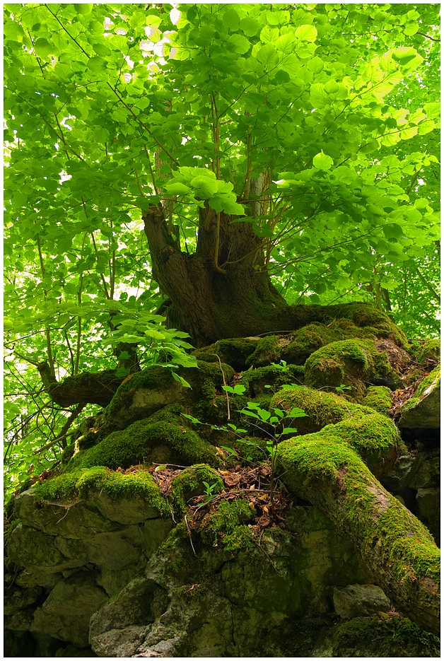 Lebenselixier Baum