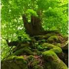 Lebenselixier Baum