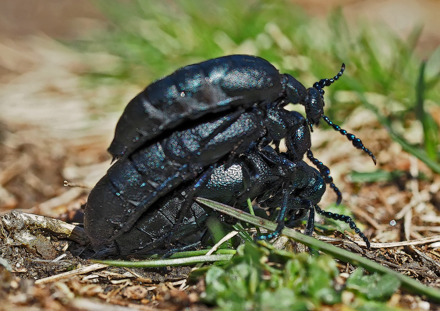 Lebensfreude bei den Schwarzblauen Ölkäfern im Frühling ...