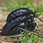 Lebensfreude bei den Schwarzblauen Ölkäfern im Frühling ...