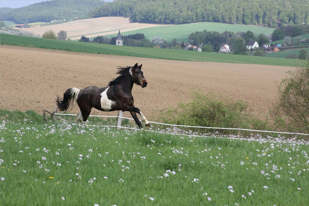 Lebensfreude im Frühling