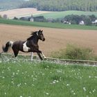 Lebensfreude im Frühling