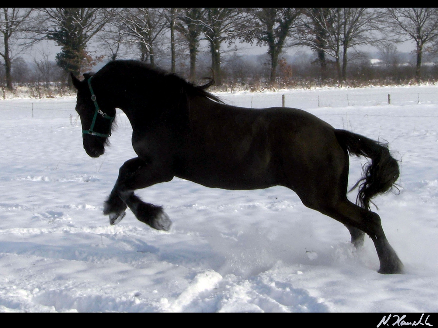 Lebensfreude im Schnee