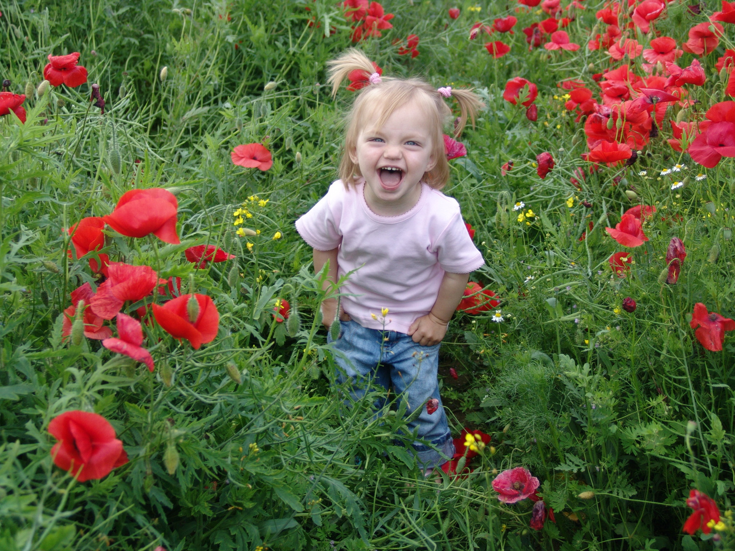 Lebensfreude in Mohn