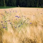 Lebensfreude in sommersanft