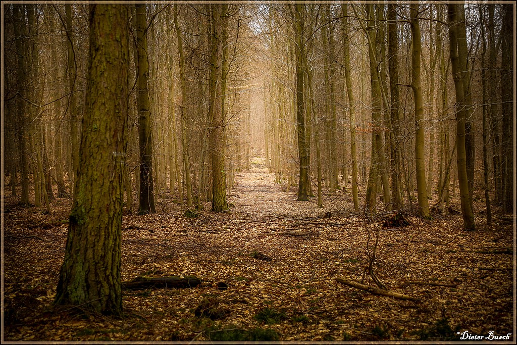 Lebensfreude knipst Licht an im dunklen Wald