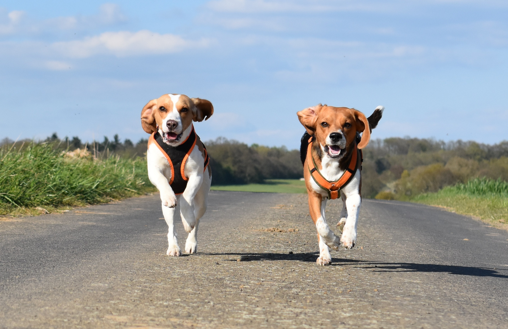 "Lebensfreude lässt sich am besten vom Hund lernen"