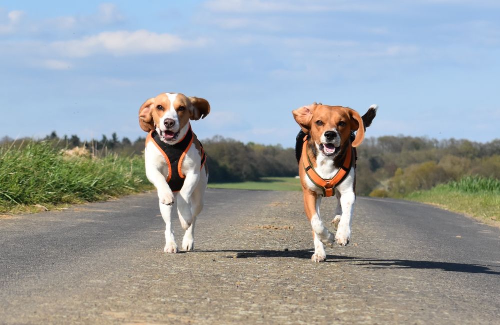 "Lebensfreude lässt sich am besten vom Hund lernen" Foto & Bild tiere