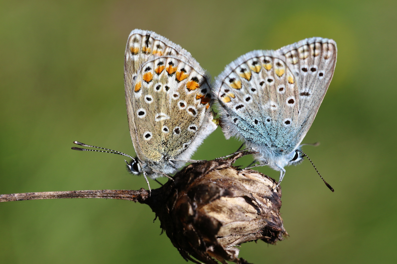 Lebensfreude Natur