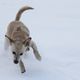 Lebensfreude pur, Sina im Schnee-Glck