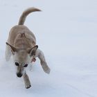 Lebensfreude pur, Sina im Schnee-Glück