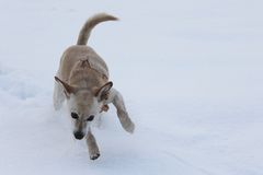 Lebensfreude pur, Sina im Schnee-Glück