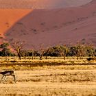 Lebensfreude? Springböcke in der Namib