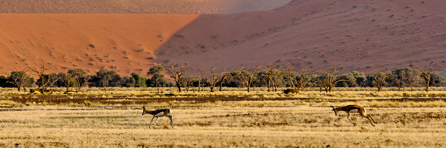 Lebensfreude? Springböcke in der Namib