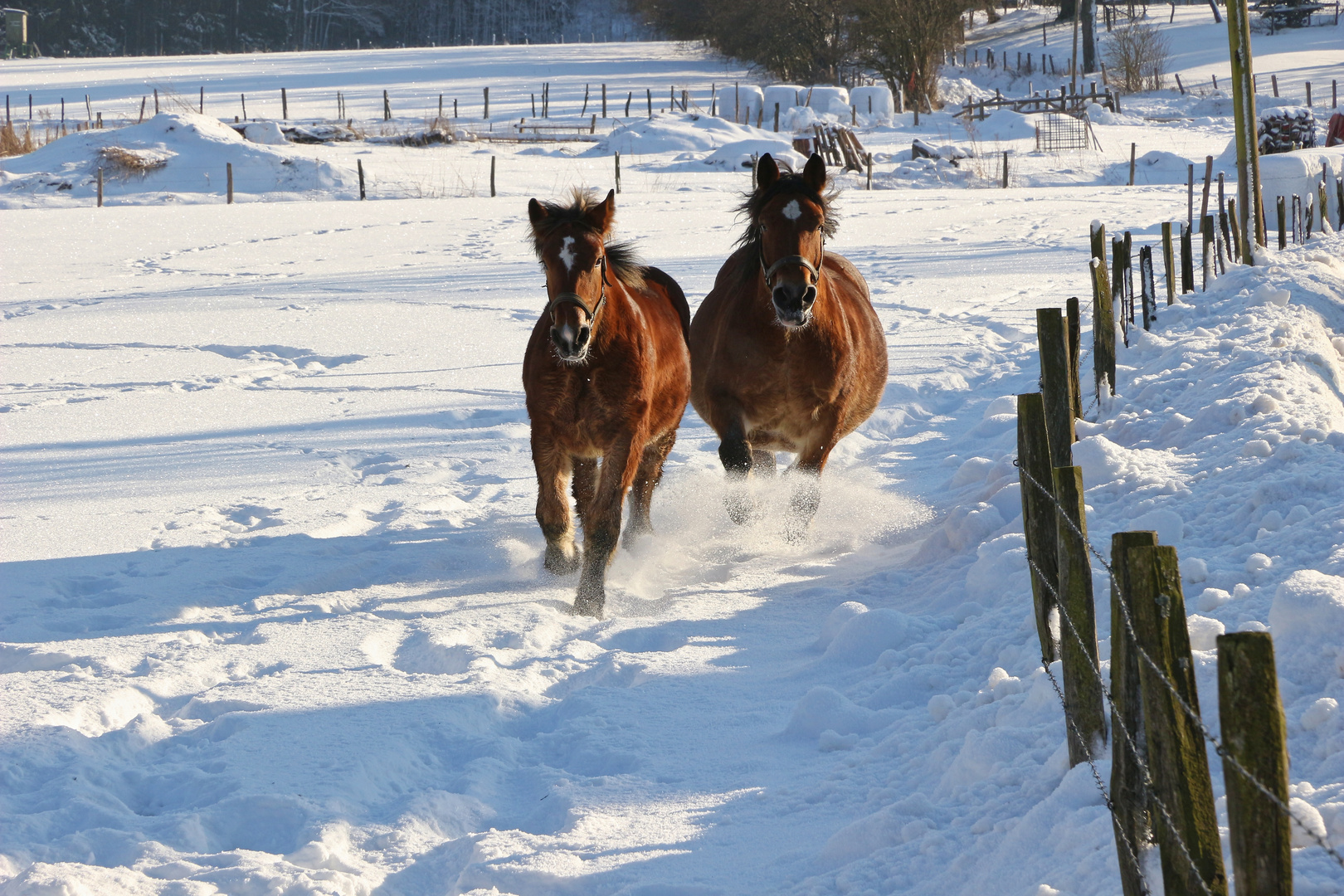 Lebensfreude Stute Und Fohlen 17 01 22 Eos 100d 1447g Ji Foto Bild Schnee Wiese Pferd Bilder Auf Fotocommunity