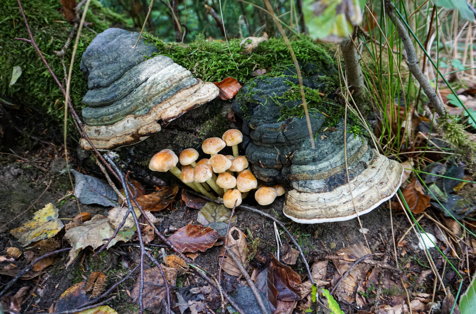 Lebensgemeinschaft Foto & Bild pflanzen, pilze & flechten, landschaft