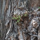 Lebensgemeinschaft ...alter Baum und frisches Grün