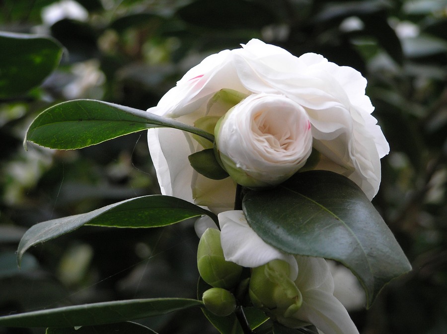 Lebensgemeinschaft bei Camelienblüten