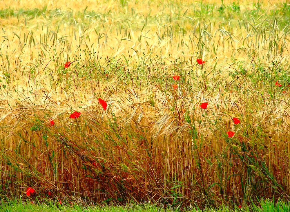 Lebensgemeinschaft - Mohn und Getreide