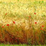 Lebensgemeinschaft - Mohn und Getreide