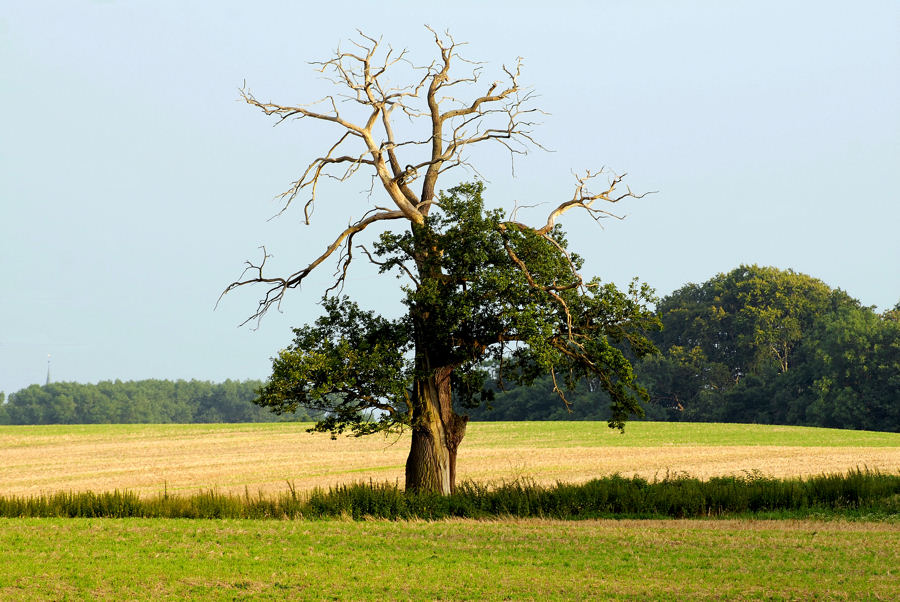 Lebenskampf