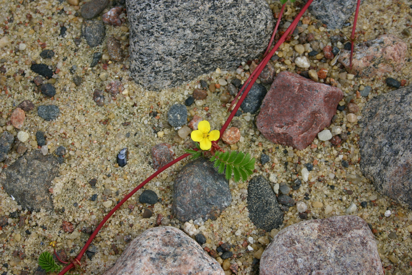 Lebenskünstlerin