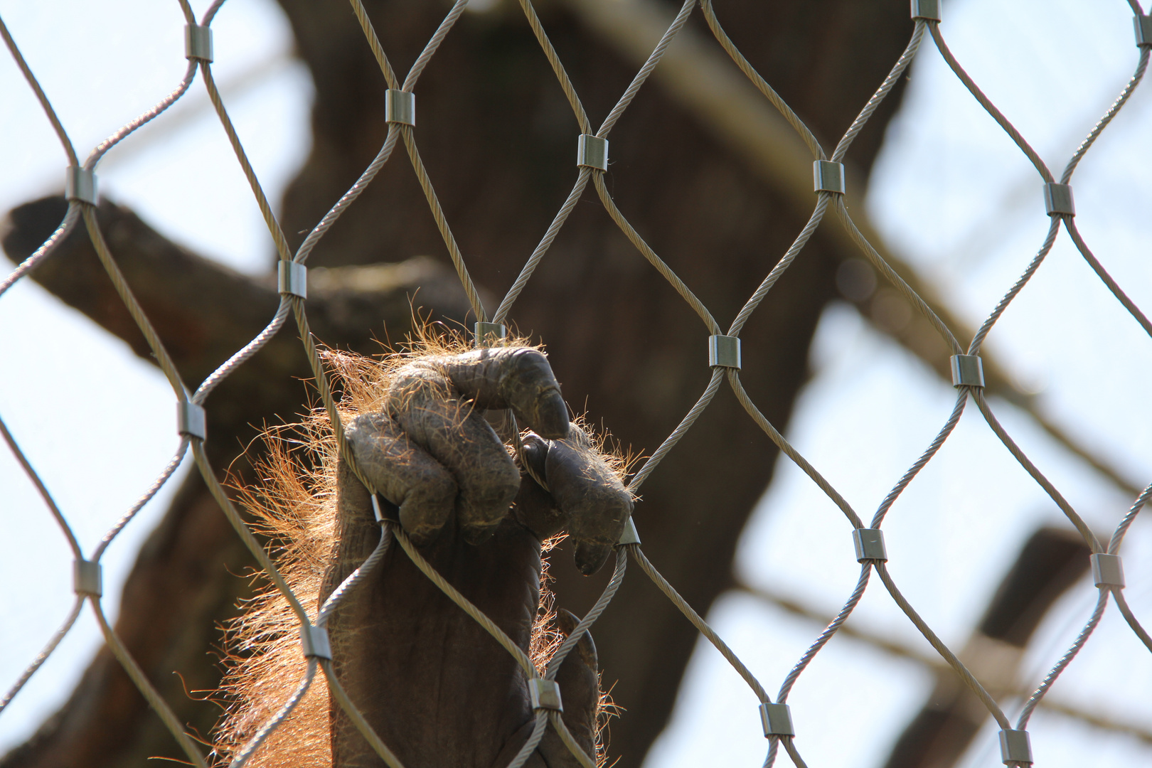 Lebenslanglich Hinter Gittern Foto Bild Tiere Tier Und Mensch
