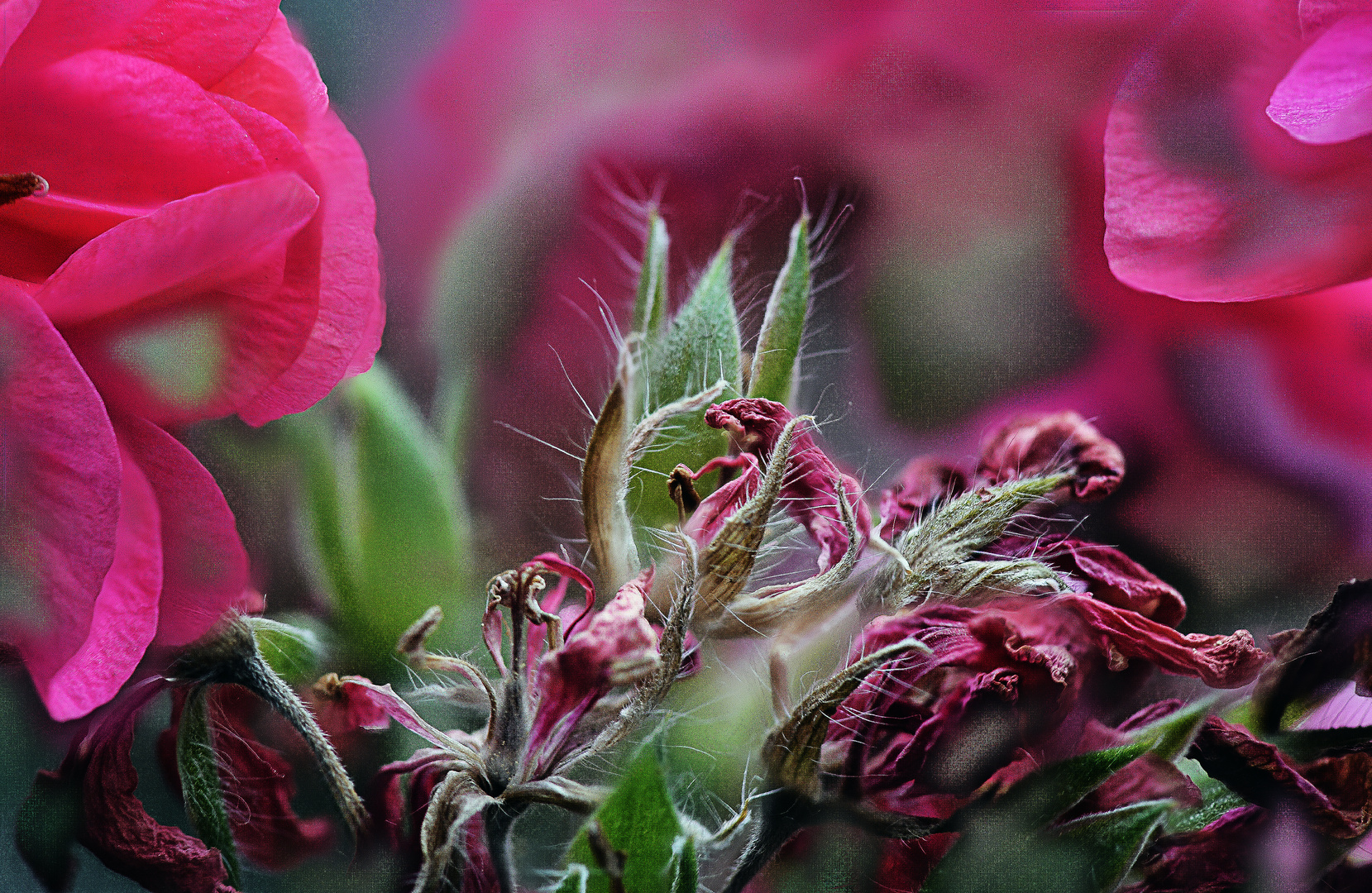 Lebenslauf einer Sommerblume