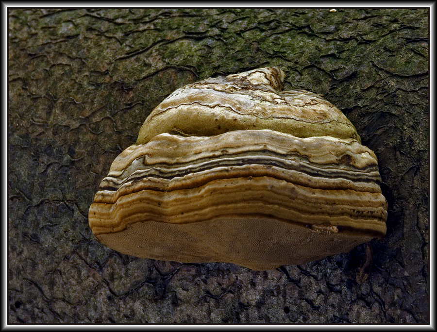 Lebenslinien, Fomes fomentarius