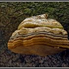 Lebenslinien, Fomes fomentarius