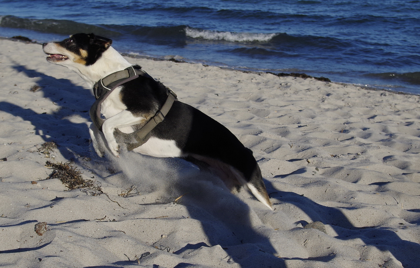 Lebenslust am Strand