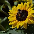 Lebenslust - die Biene wälst sich in den Pollen