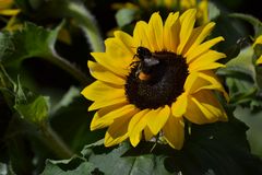 Lebenslust - die Biene wälst sich in den Pollen