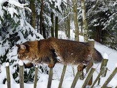 lebenslustiger Akrobat