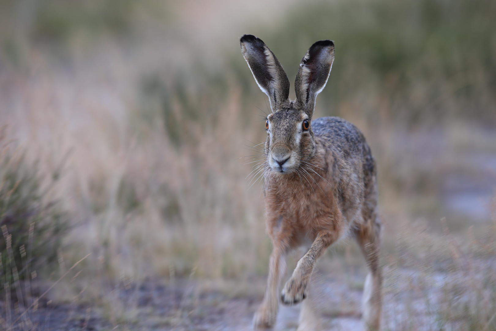 Lebensmüder Hase