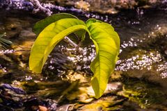 lebenspendendes Wasser - Emerald Pool/Südthailand