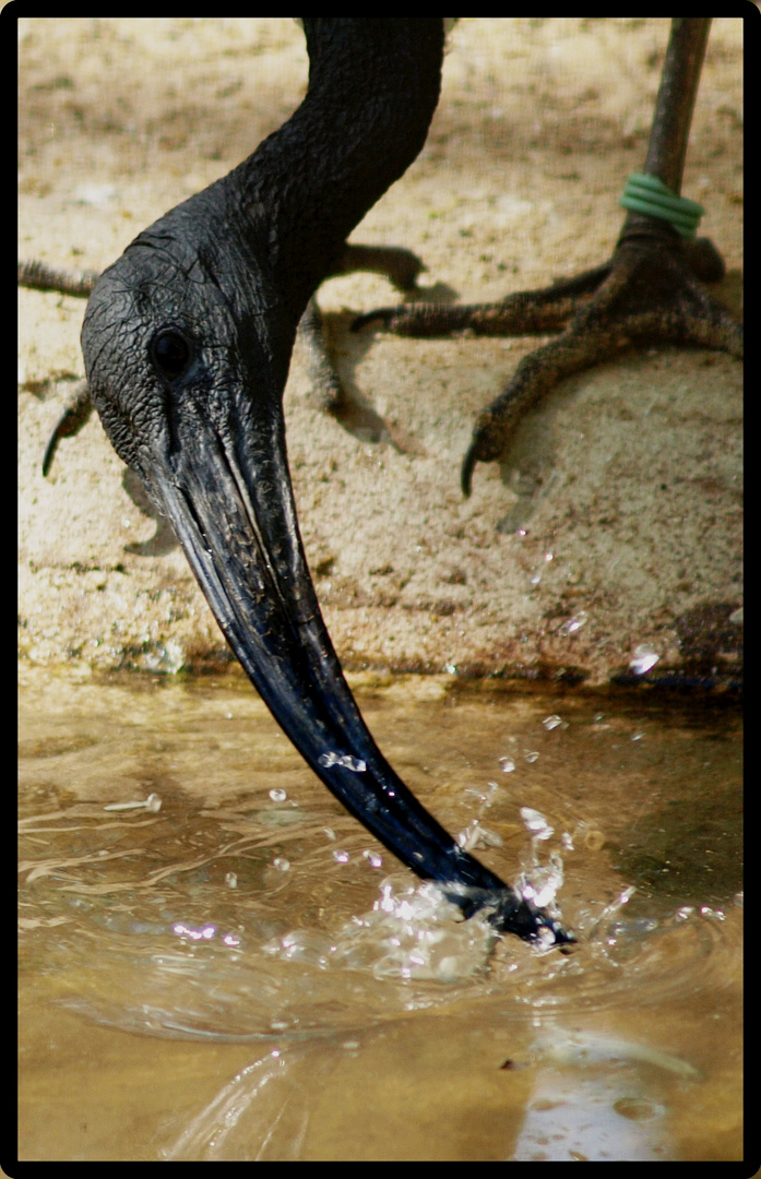 Lebensquelle Wasser