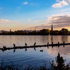 Lebensraum Alster