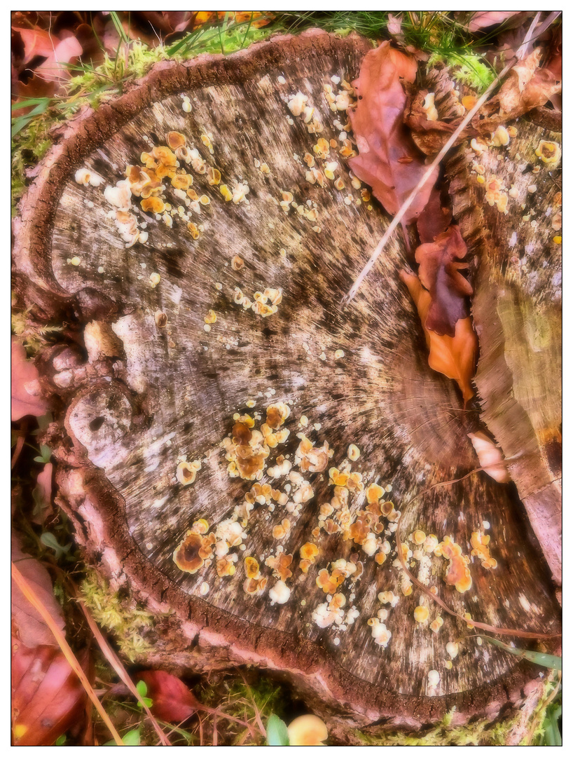 Lebensraum Baumstumpf im Herbst