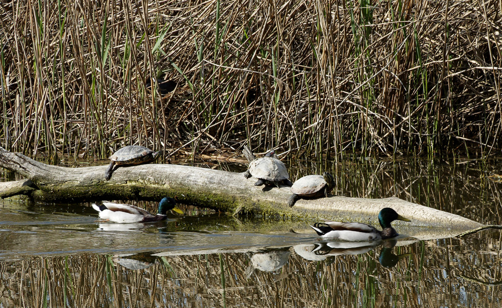 Lebensraum Biotop