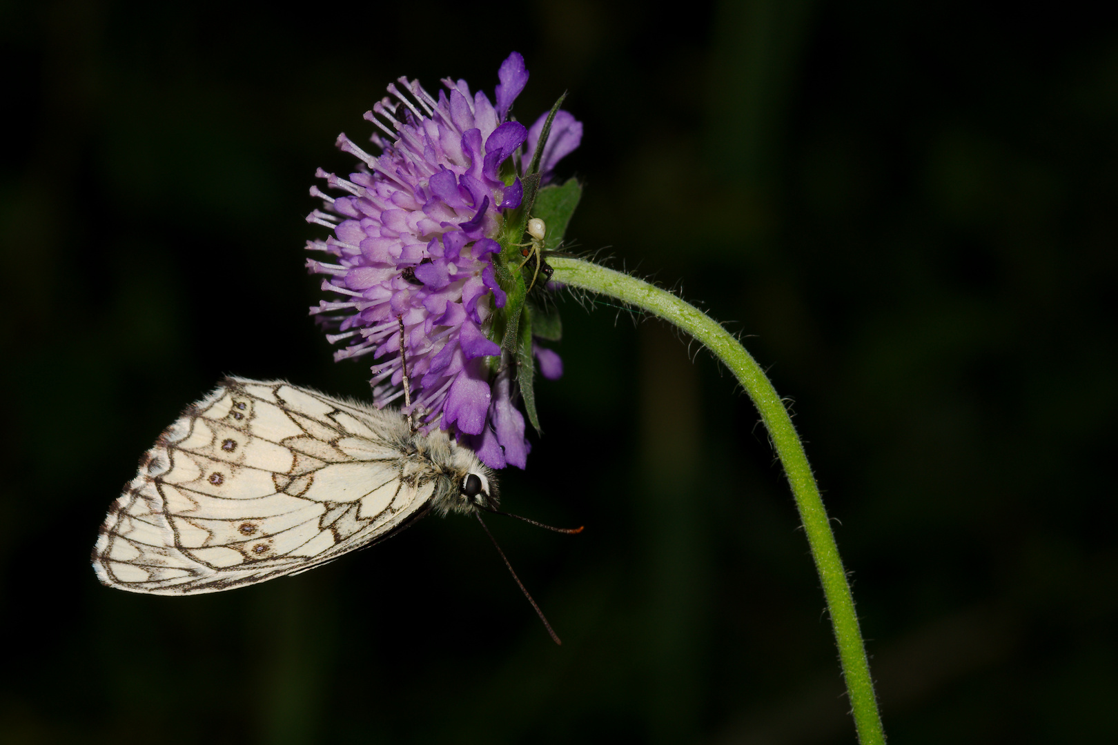 Lebensraum Blüte