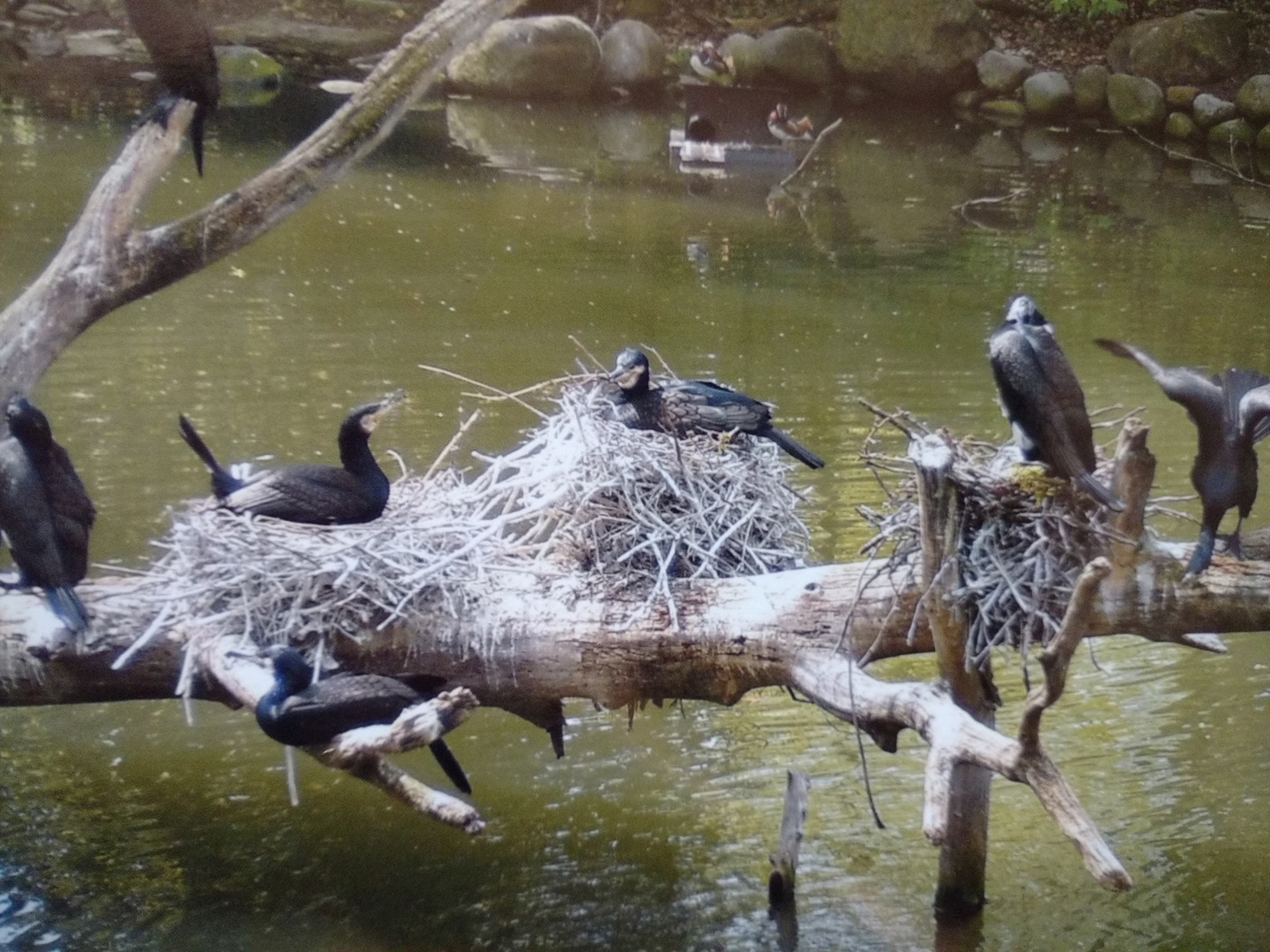 Lebensraum der Wasservögel
