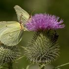 Lebensraum Distel