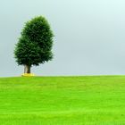 Lebensraum für einen Baum