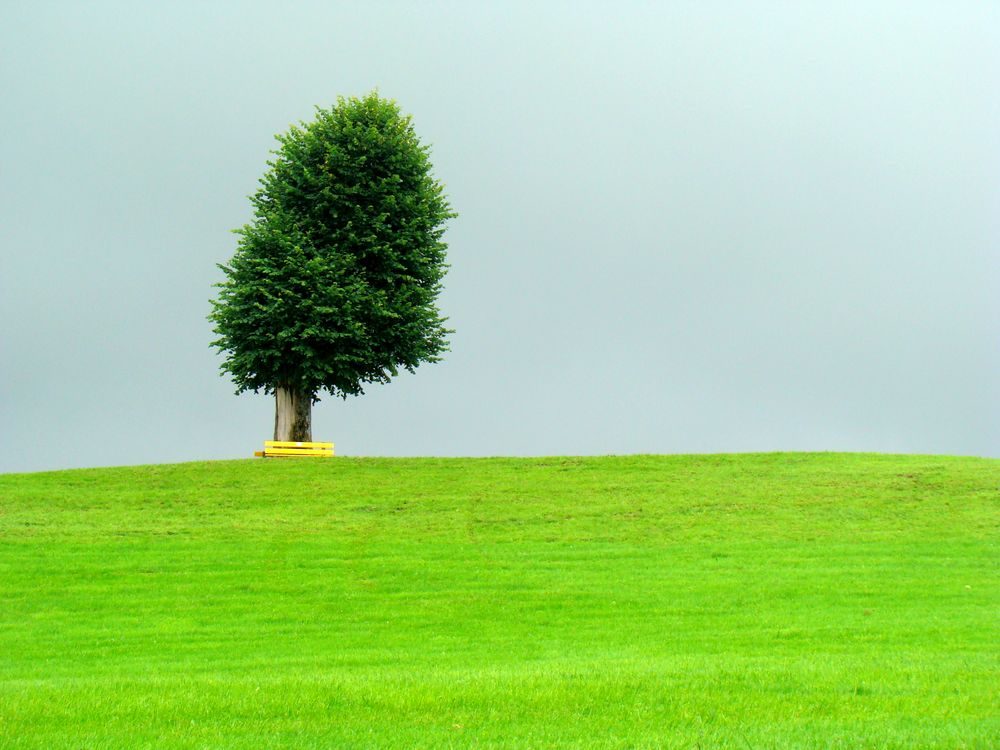 Lebensraum für einen Baum