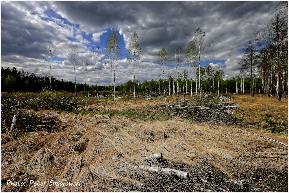 Lebensraum für Wild lebende Tiere Foto & Bild europe, poland, poland