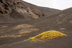 Lebensraum für zähe Naturen - I